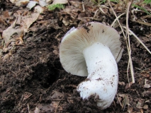 Russula 3