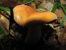 Lactarius volemus 2