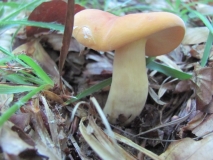 Lactarius volemus 1