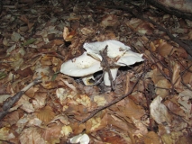 Lactarius Piperatus 02