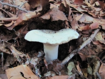 Lactarius Piperatus 01