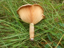 DSCN0462