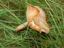 DSCN0463