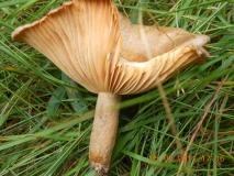 DSCN0464