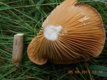 DSCN0465