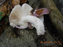 DSCN0466