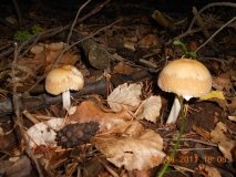 DSCN0475