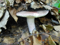 DSCN0482