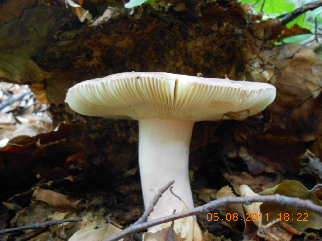 DSCN0487