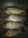 sharkowci