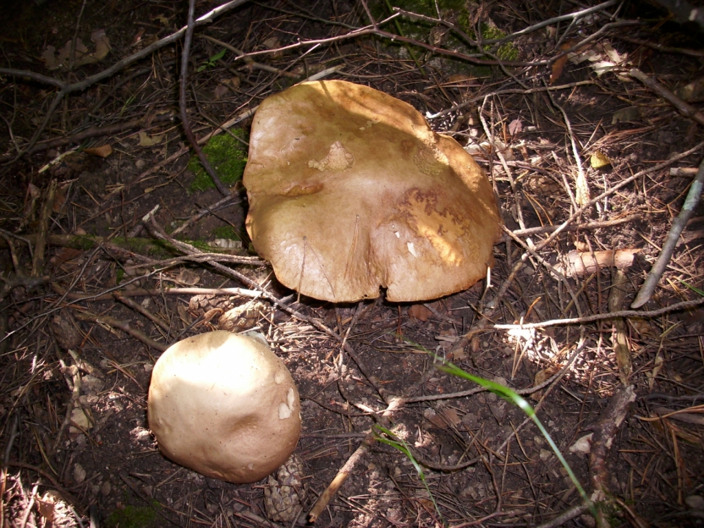 IMG 0855
