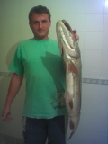 Imagen gato 033-1