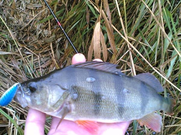 881518102008 023 -med