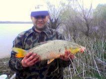 Carp1 1