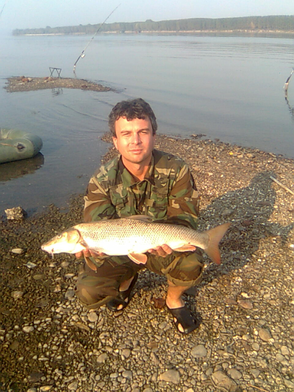 Бяла мряна(Дунавица).