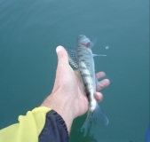 release