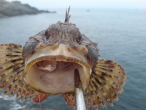 Skorpid