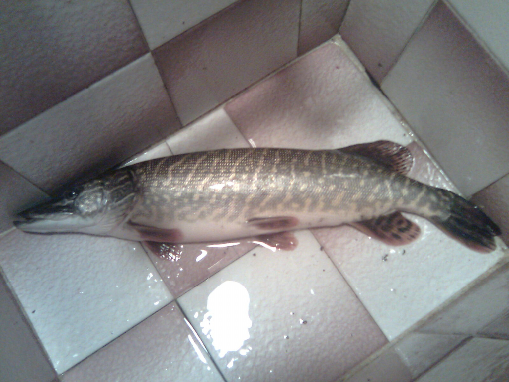 Щука-МАРИЦА  11.01.2008.jpg