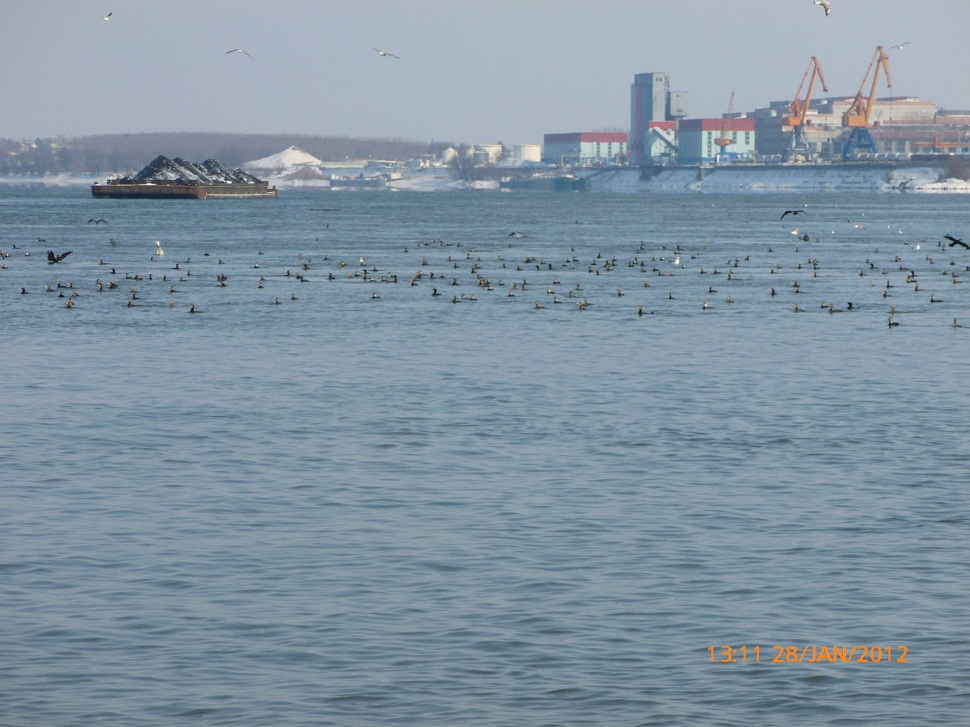 P1010820 - Копие.JPG
