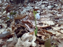 2012-03-11-2