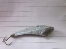 cicadi
