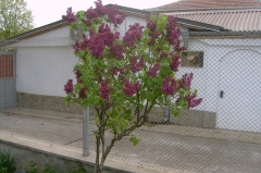 SV300607