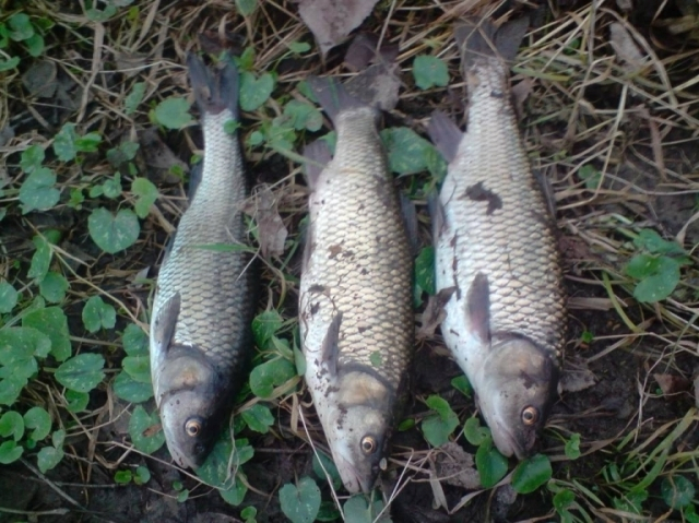 http://media.snimka.bg/6257/018768646.jpg?r=0