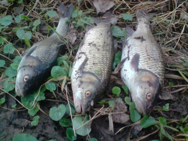 http://media.snimka.bg/6257/018768646.jpg?r=0