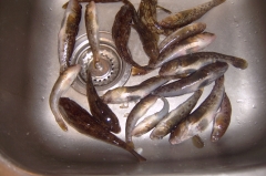 Айде на морското сефте 2012