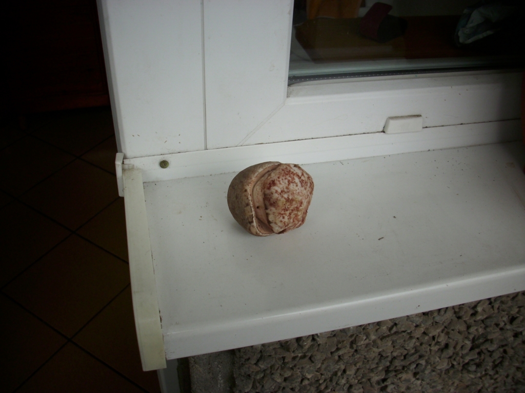 IMG 1520
