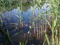 Picture 012