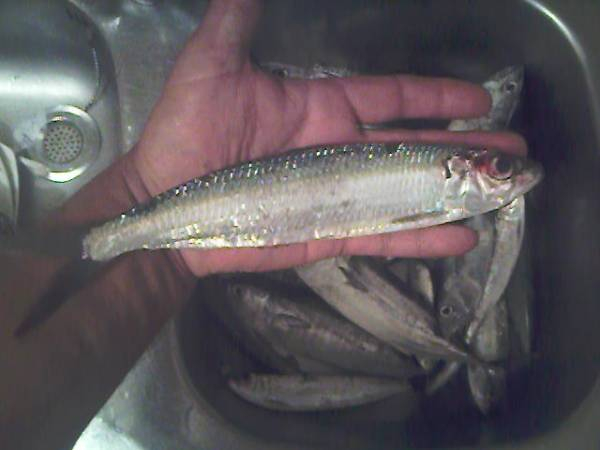 28690Photo-0097-med