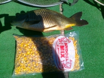 Pro Carp