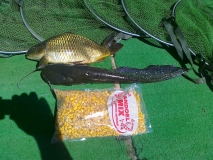 Pro Carp