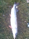 Big pike