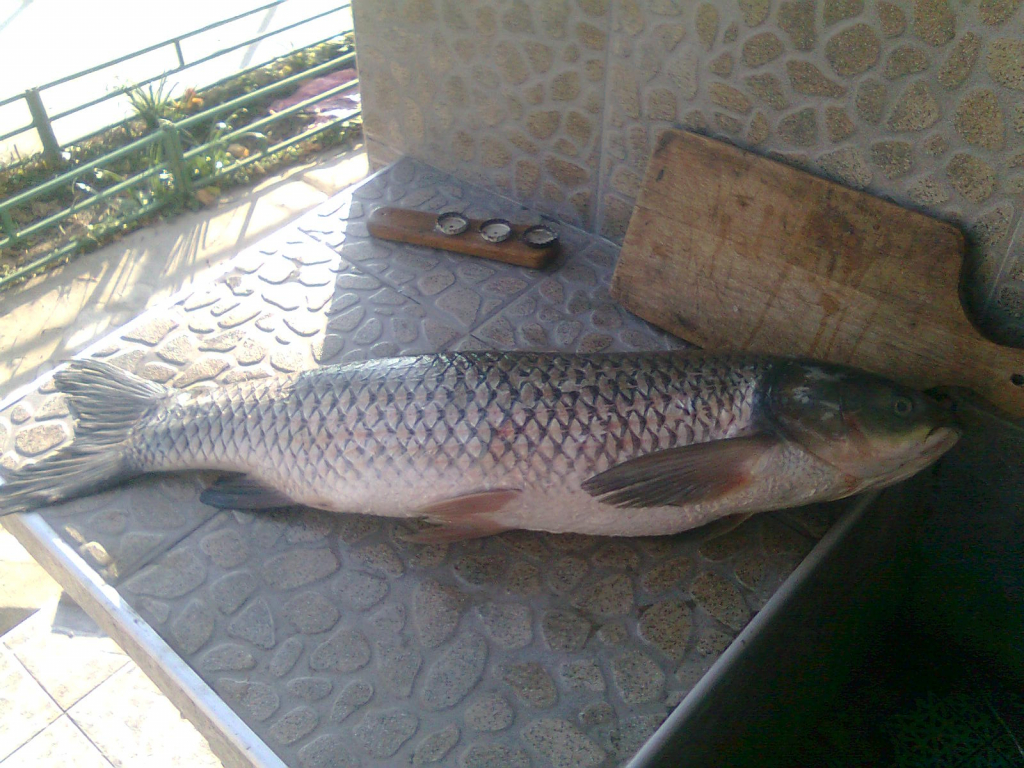 Щуки,Амур