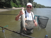 Barbel 1