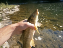 Barbel 3
