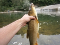 Barbel 4