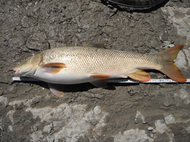 Barbel 11