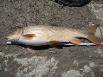 Barbel 11