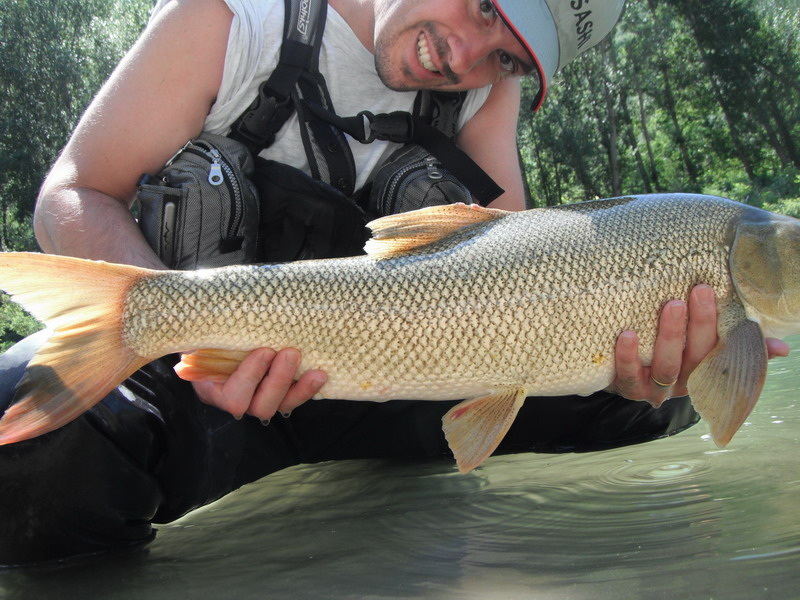 Barbel 12