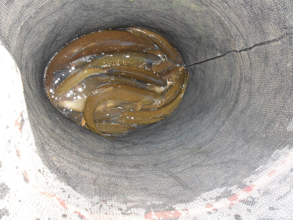 Barbel 24