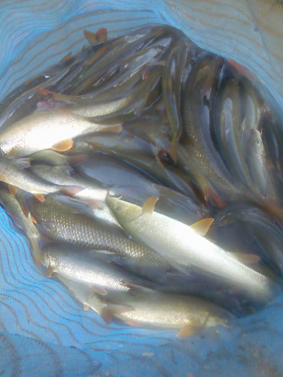 Barbel 27