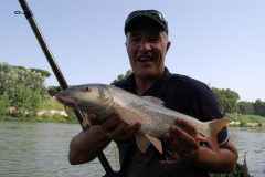 Barbel 30