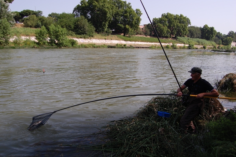 Barbel 35