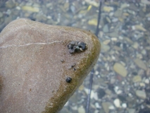 Barbel 41