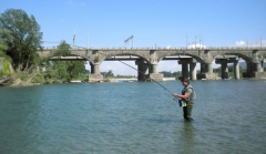 Barbel 45