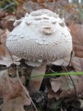 Обикновенна сърнела / Macrolepiota procera / 1