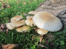 Тополова пънчушка / Agrocybe aegerita / 1